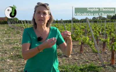 Témoignage de Sophie Thoreau viticultrice en Charente